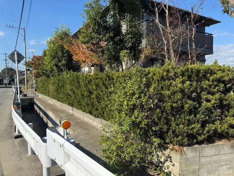 生垣の剪定（BEFORE）