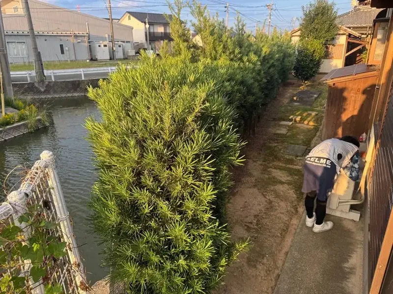 水路沿いの生垣の剪定（BEFORE）